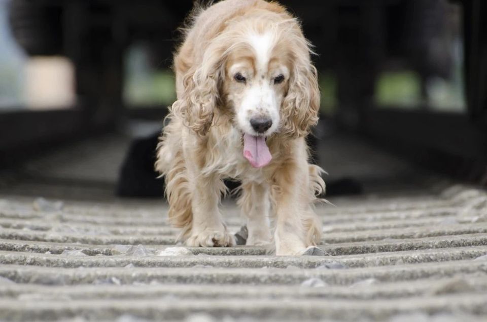 Péče o psy s artrózou začíná doma: Veterináři radí nejdříve upravit podlahu, misky a schody
